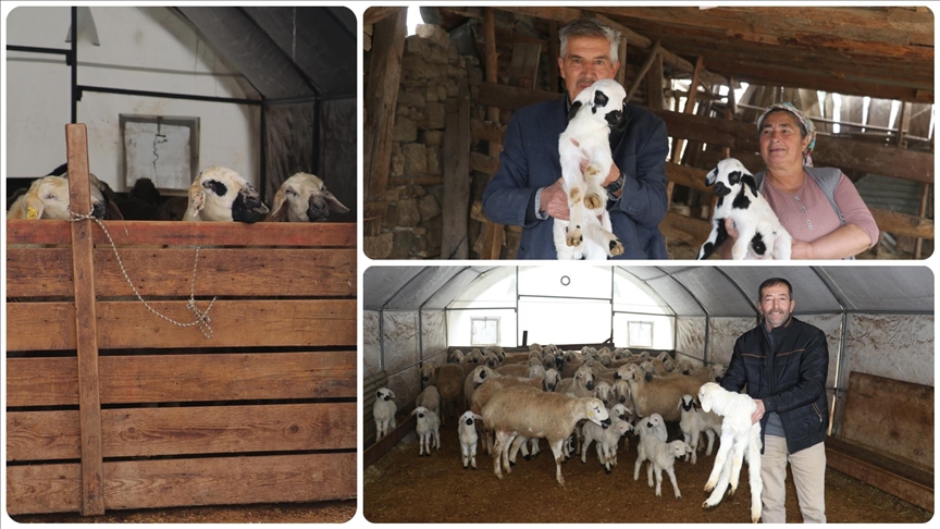 Adana'da depremde ağılları zarar gören besiciler verilen çadırlarda yetiştiriciliğe devam etti