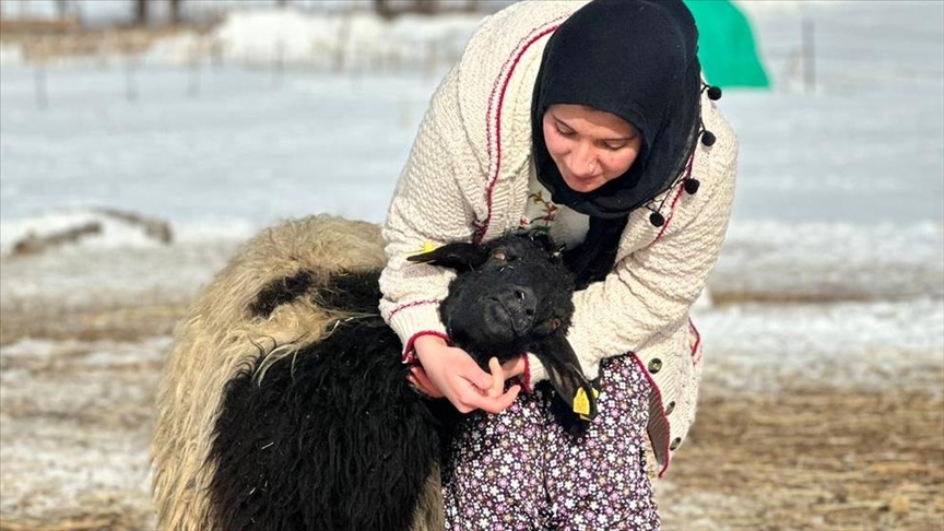 Pasi i ngordhi e ëma  vajza e re u miqësua me delen që kishte rritur