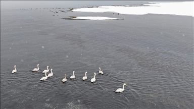 Sibirya'dan gelen ötücü kuğular kışı Van Gölü Havzası'nda geçiriyor