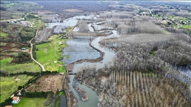 Acarlar Longozu değişken su seviyesine uyum sağlayan bitkilere ve hayvanlara yuva oluyor