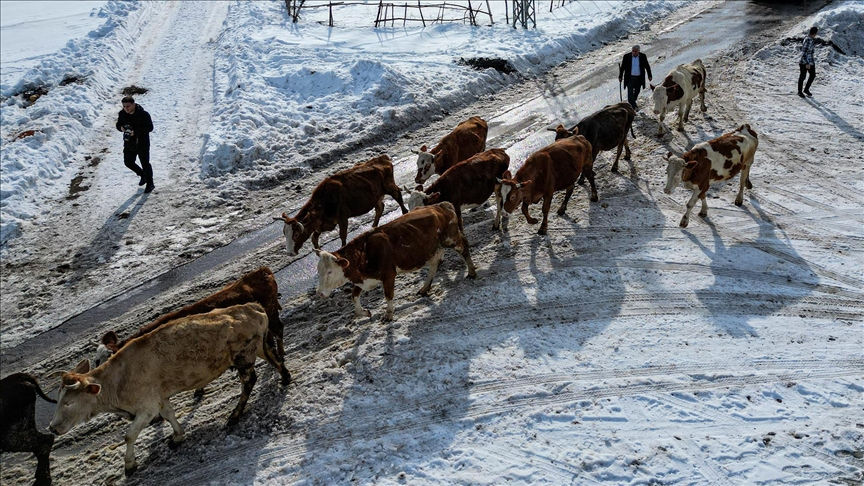 Erzurumlu geniş aile el birliğiyle çalışıp dede mesleği hayvancılığı büyüttü