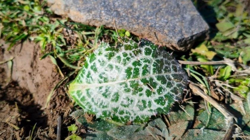 ادعای پاشیدن مواد شیمیایی توسط ارتش اسرائیل در مرز لبنان و سوریه