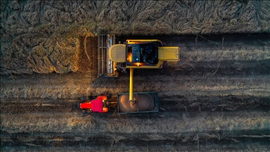 Son yağışlar buğdayda rekor üretim beklentisini büyüttü