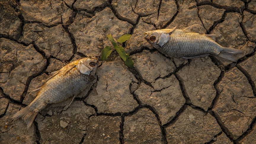 Od posljedica toplotnog talasa u Australiji uginule hiljade riba