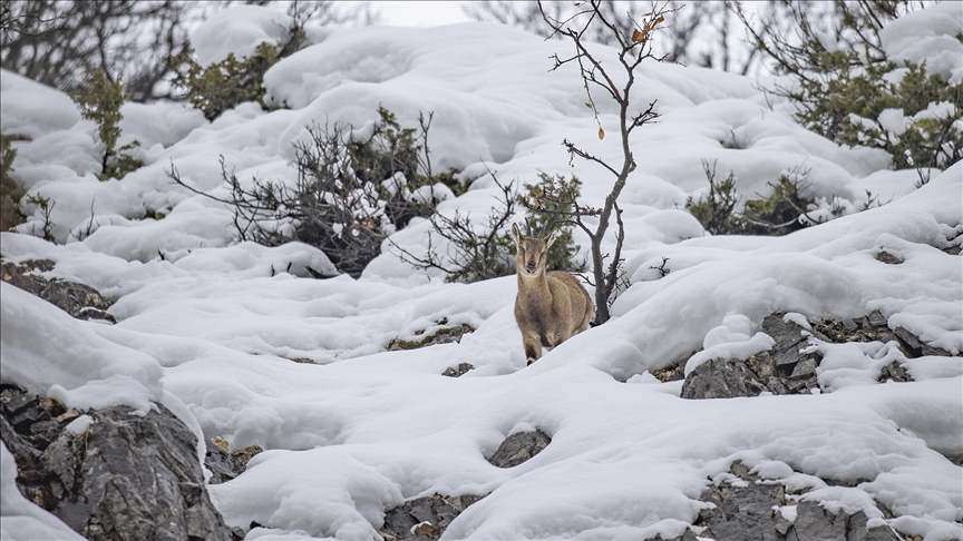 Tunceli'de kar ve soğuk hava yaban hayvanlarının yiyecek bulmasını zorlaştırıyor