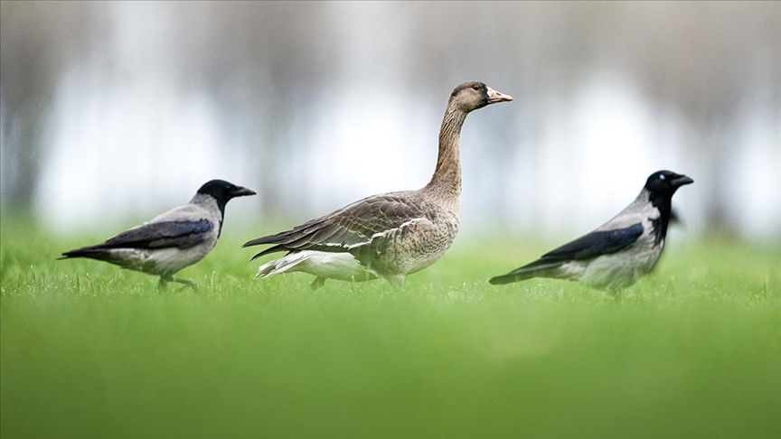 Göç yolunu şaşıran sakarca kazları İstanbul’da görüntülendi