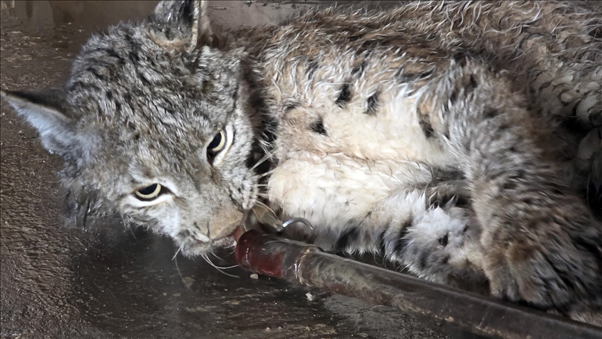Li Sîvasê werşeqa ku li rexê rê birîndar hat dîtin, tê tedawîkirin