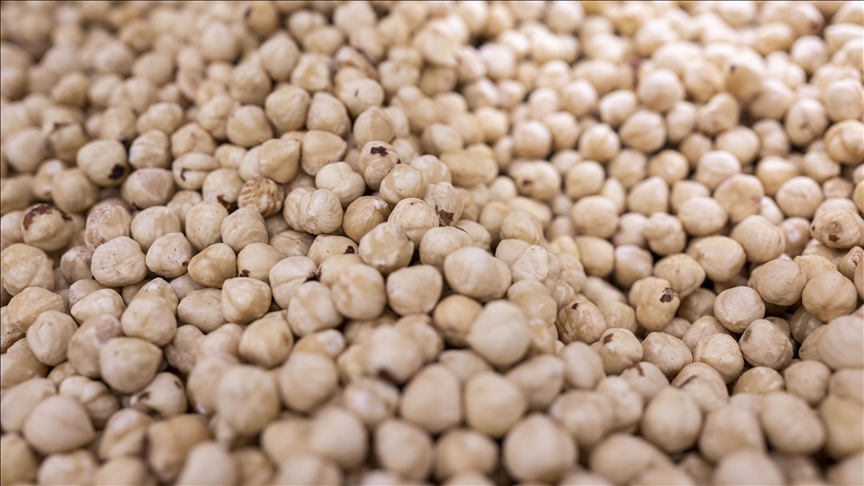 Türkiye fındık ihracatından 5 ayda yaklaşık 973 milyon dolar gelir sağladı