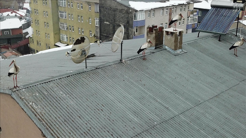 Leglegên mizgîniya biharê di nîvê zivistanê da hatin Agiriyê