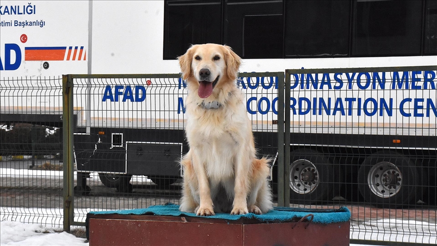 Yaralı patileriyle 6 kişiye umut olan "Köpük" eğitimlerle yeni görevlere hazırlanıyor