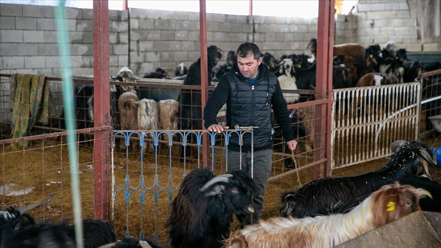 Depremde hayvanlarını kaybeden besici, üretime devlet desteğiyle tutundu