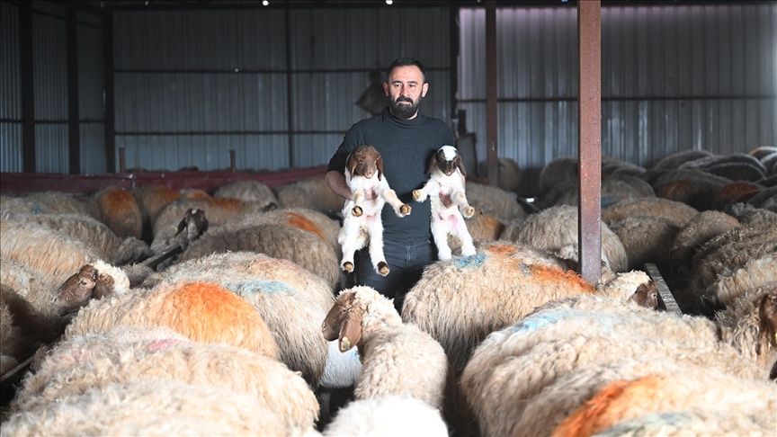 Depremde hayvanlarını kaybeden besici, devlet desteğiyle üretimini katladı