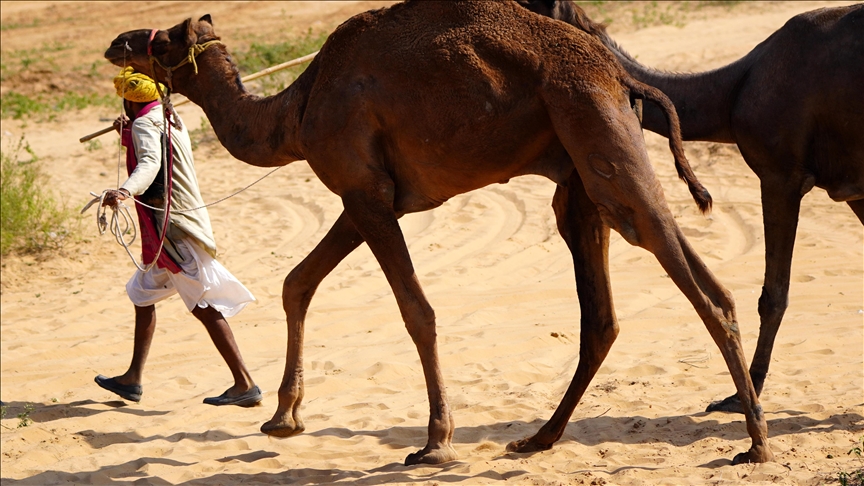 Saudi Arabia launches ‘camel passport project’ to regulate sector