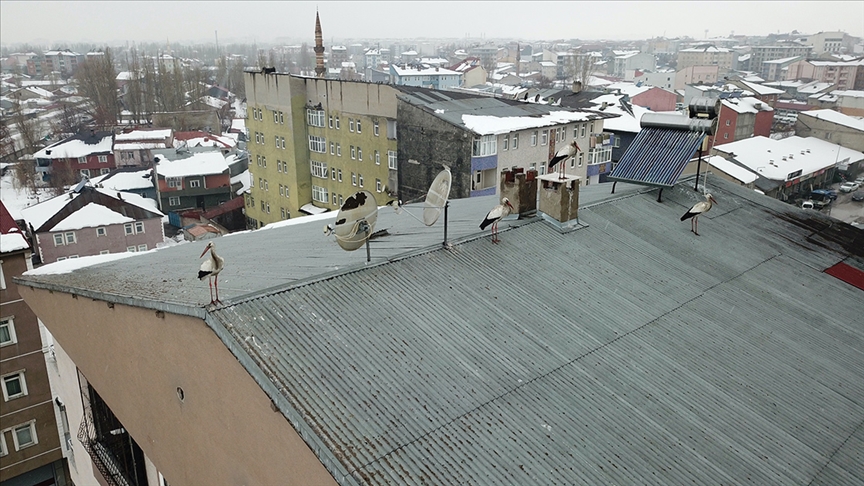 Baharın müjdecisi leylekler kışın ortasında Ağrı'ya geldi