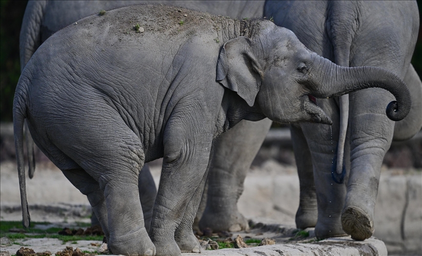 Asian elephant calf born at Washington zoo for first time in 25 years