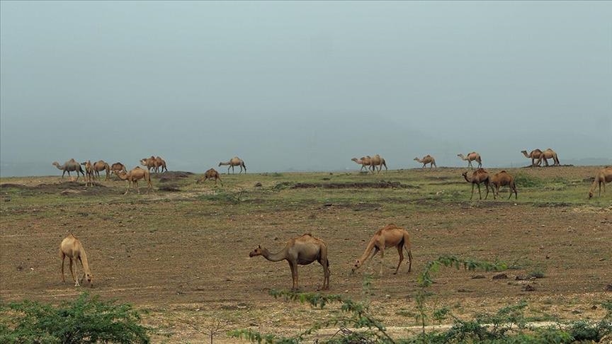 السعودية تدشن مشروع جواز سفر للإبل وتعتبره "خطوة نوعية"