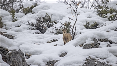 Tunceli'de kar ve soğuk hava yaban hayvanlarının yiyecek bulmasını zorlaştırıyor