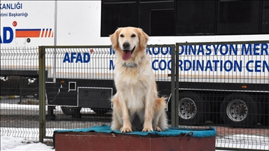 Yaralı patileriyle 6 kişiye umut olan "Köpük" eğitimlerle yeni görevlere hazırlanıyor