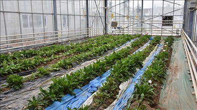 "Seralarda şeffaf panellerle enerji tasarrufu sağlanabilir" önerisi