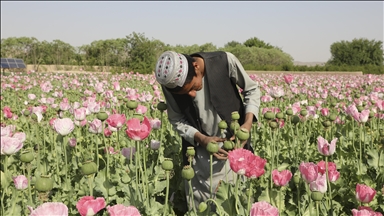 نشست «روند دوحه» در کابل؛ تأکید طالبان بر محو کشت خشخاش