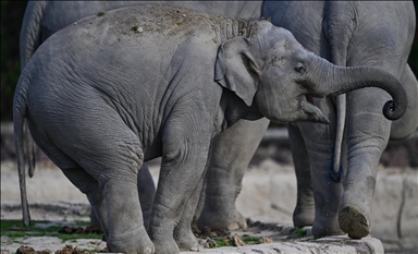 Asian elephant calf born at Washington zoo for first time in 25 years