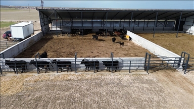 Genç girişimci devletten aldığı destekle besi çiftliği kurdu