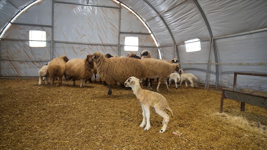 Depremde ahırı yıkılan küçükbaş hayvan yetiştiricisi, devlet desteğiyle üretimini sürdürüyor