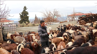 Depremzede besici, devlet desteğiyle hayvan sayısını artırdı 