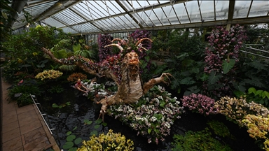  Подготовки во кралските ботанички градини „Кју“ за Фестивалот на орхидеи во Лондон