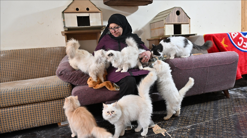 Жена од Либан со љубов се грижи за 70 бездомни мачки во нејзиниот дом
