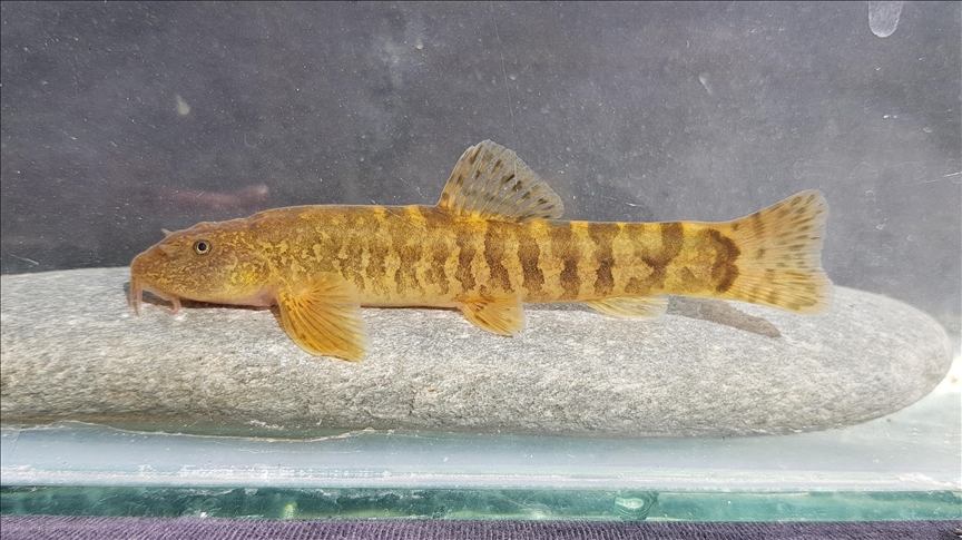 Türkiye'de her 3 tatlı su balığından biri tehlike altında