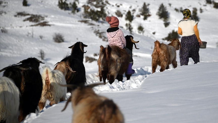 Küçük Ceyda'nın en yakın dostu keçileri