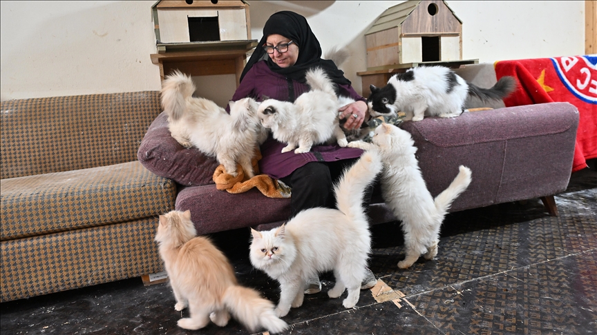 Diyana Abadi nga Libani kujdeset me dashuri për dhjetëra mace endacake