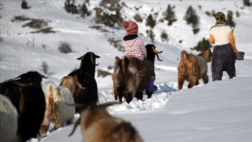Miqësia e vogëlushes Ceyda me dhitë tërheq vëmendjen e banorëve në Kastamonu