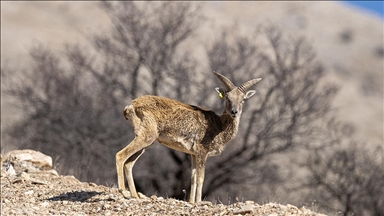 "Anadolu cerenleri" Konya'daki doğal yaşam alanlarında görüntülendi