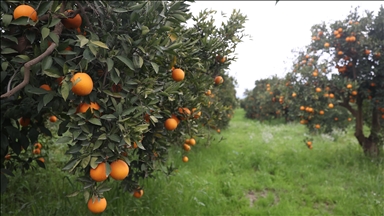 Berba narandži u antalijskom distriktu Finike: Plodovi stiži na Balkan i u ostatak Evrope
