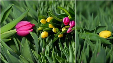 Antalya'da suda yetiştirilen laleler iç piyasada yoğun talep görüyor
