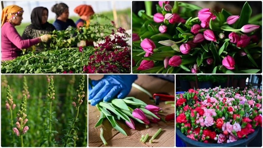 في فترة "عيد الحب".. قطاع الزهور التركي ينشد صادرات بـ10 ملايين دولار