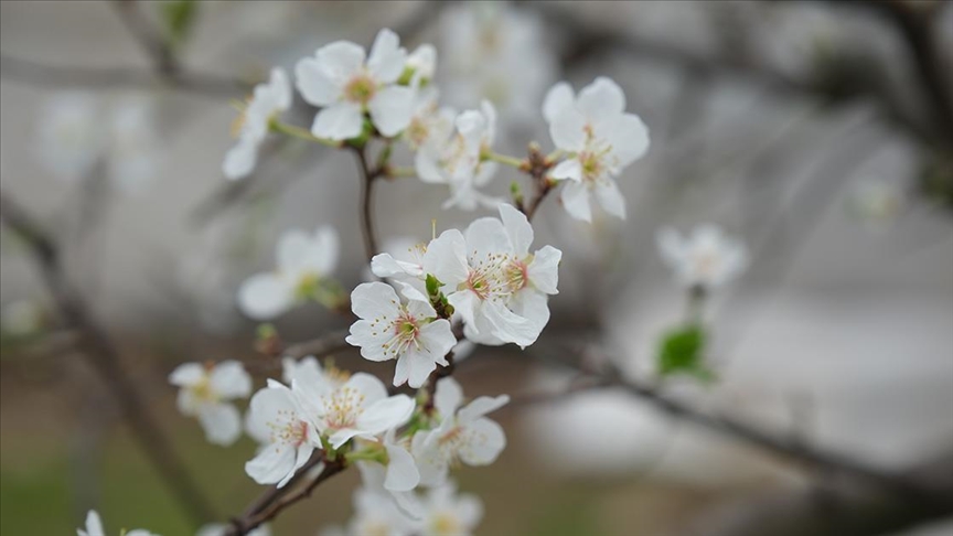 Mersin'de serada yetiştirilen erik ağaçları çiçeklendi