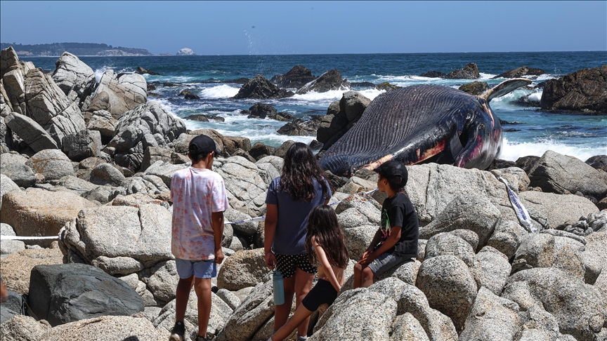 Balena sei e rrezikuar gjendet e ngordhur në bregdetin e Kilit