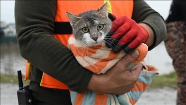 Meriç Nehri'nin taştığı bölgede mahsur kalan hayvanlar kurtarıldı