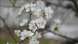 Mersin'de serada yetiştirilen erik ağaçları çiçeklendi