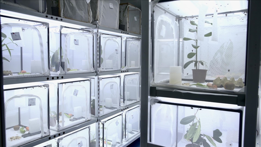 Fındık Araştırma Enstitüsü bu yıl 500 bin samuray arısı üretecek