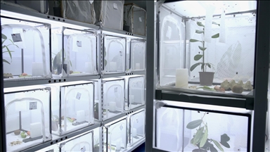 Fındık Araştırma Enstitüsü bu yıl 500 bin samuray arısı üretecek