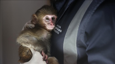 Uyuşturucu şüphelilerinin elinden kurtarılan maymun yavrusu "Portakal"a özenle bakılıyor