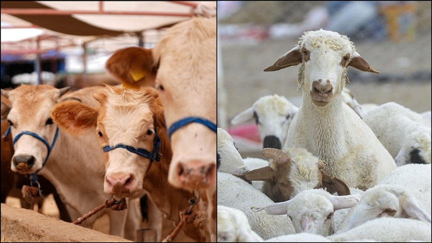 Büyükbaş hayvan sayısı 2025'te 17,7 milyon, küçükbaş sayısı yaklaşık 57,9 milyon oldu