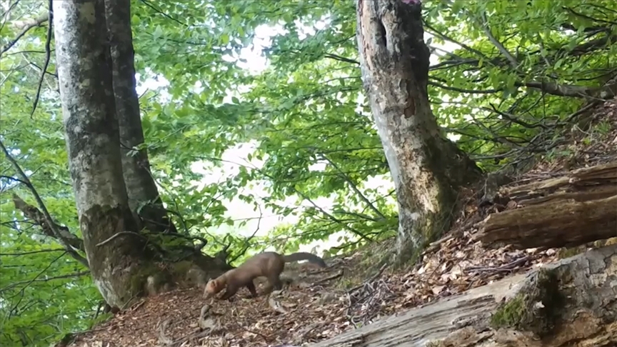 Uludağ'da yiyecek arayan sansar fotokapanla görüntülendi