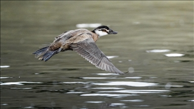 Nesli tehlike altındaki dikkuyruk ördekleri Kocaeli’de görüntülendi