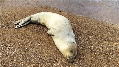 Plajlarda görülmeye başlanan Akdeniz foklarının "dinlenmelerine izin verin" uyarısı