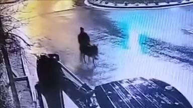 Turska: Provalio viljuškarom, opljačkao zlataru i pobjegao na magarcu